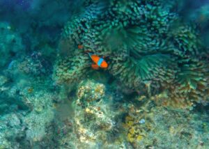 marine parks