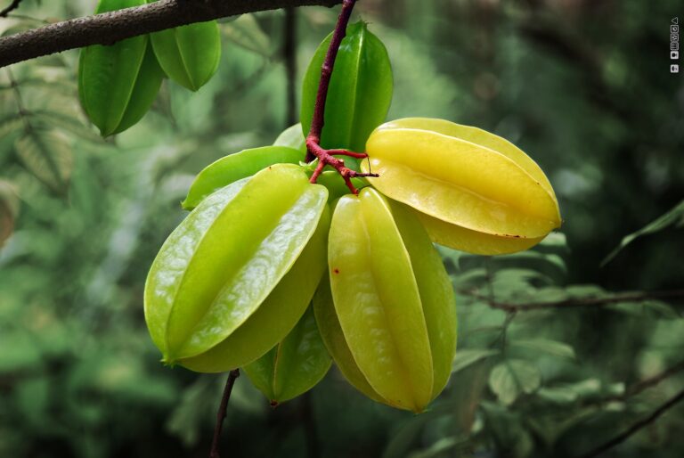 5 Star Fruit, Starfruit: Unlocking the Proven Nutritional Power of Averrhoa Carambola