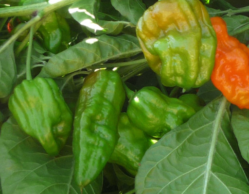 green chilies - bhut jolokia